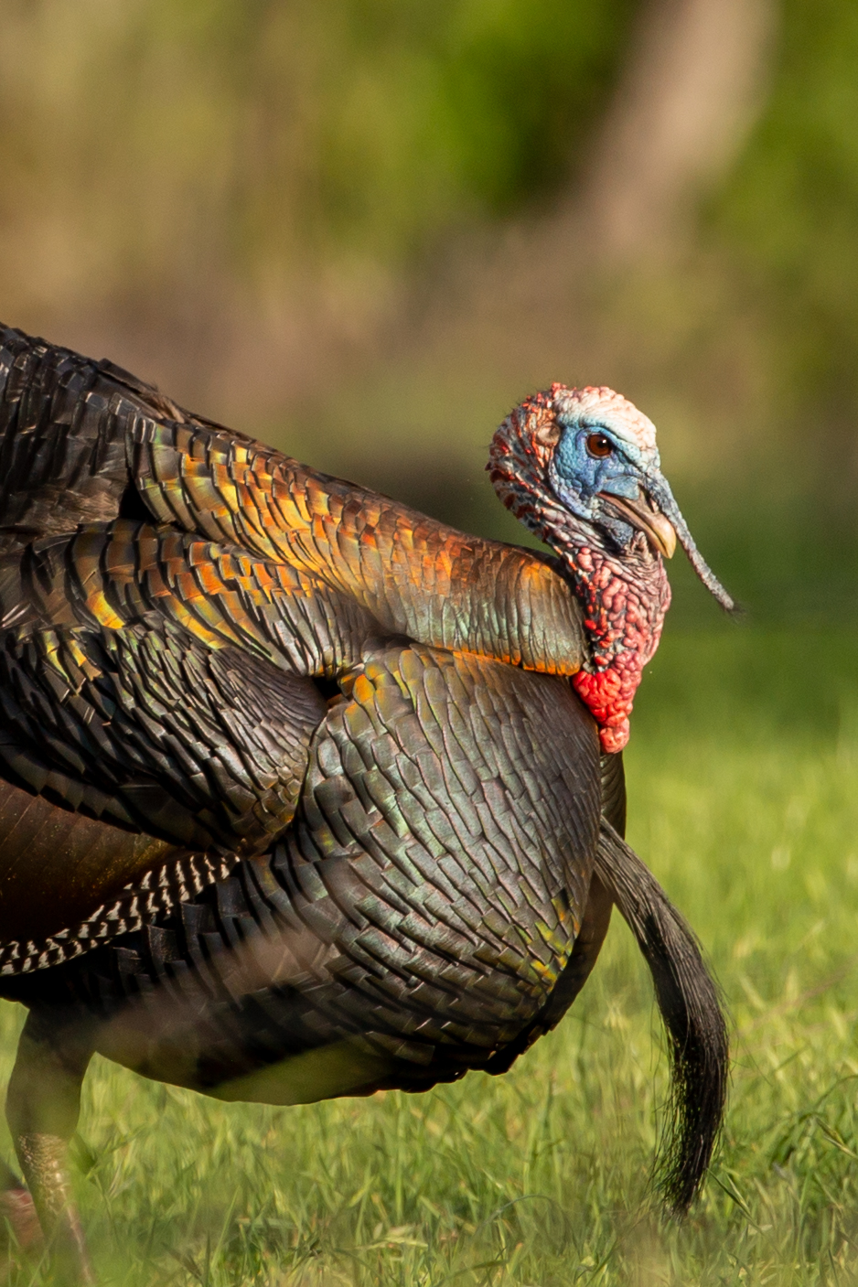 Late afternoon longbeard Photo Contest The National Wild Turkey Federation's Live, Wild