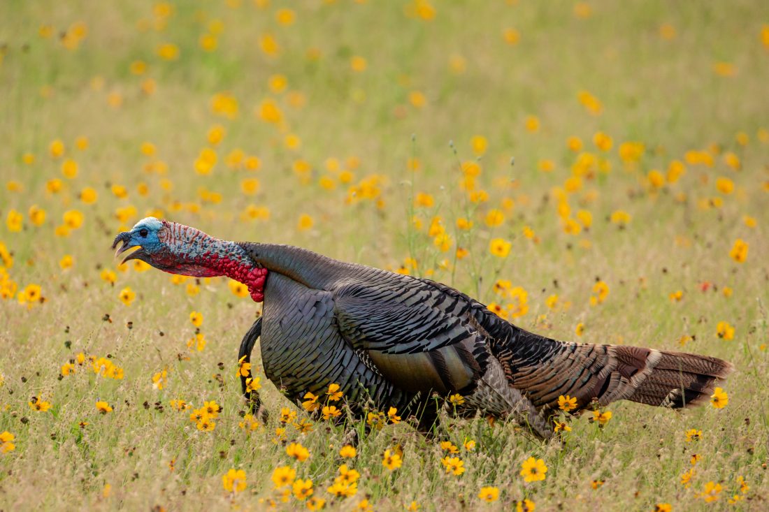 Rio Grande gobbler in yellow flowers – Photo Contest – The National ...