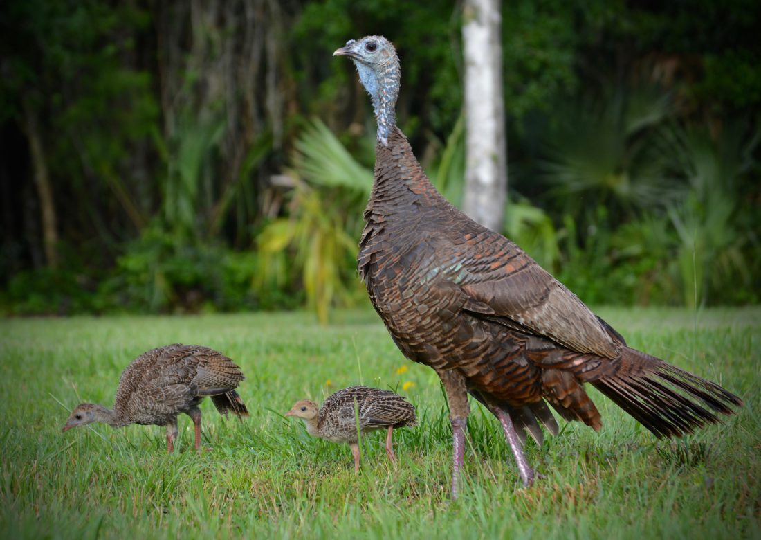 Broody Hen – Photo Contest – The National Wild Turkey Federation's Live ...